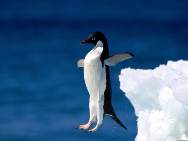 Wallpaper Penguin, Faith, Leap