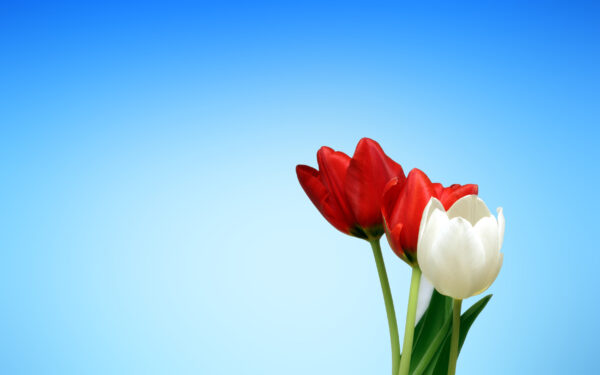 Wallpaper Red, White, Spring, Tulips