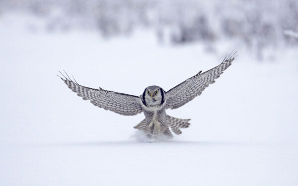 Wallpaper Hawk, Finland, Northern