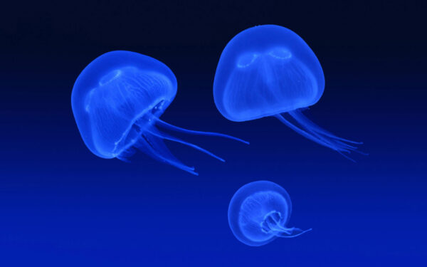 Wallpaper Jellyfish, Floating