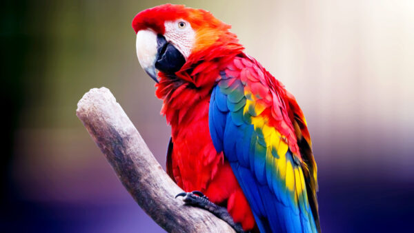 Wallpaper Macaw, Bird, 4k