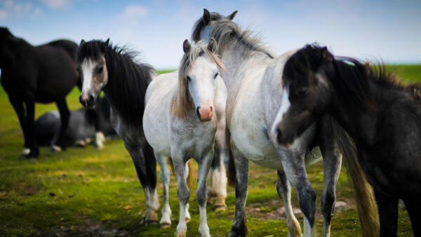 Wallpaper Welsh, Pony, White, Horses
