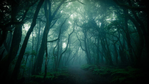 Wallpaper Desktop, Fog, Mobile, And, Nature, Path, Trees, Forest, Around