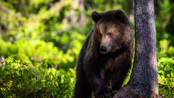 Wallpaper Desktop, Animals, Animal, Bear