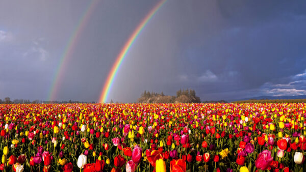 Wallpaper Double, Desktop, Over, Rainbow, Oregon, Flowers, Field