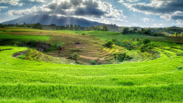 Wallpaper Wallpaper, Download, Pc, Nature, Images, Free, Background, Cool, Desktop, Rice, Landscape, Terrace, 1920×1080