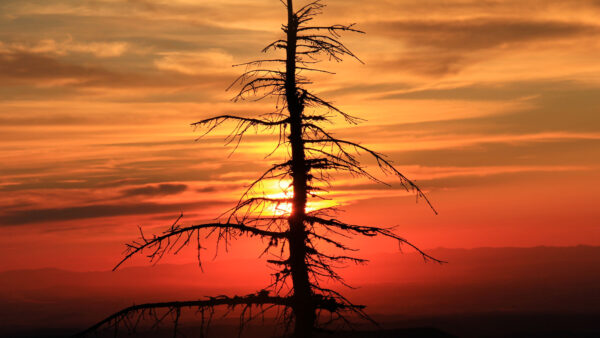 Wallpaper Spruce, 4k, Tree, Sunset