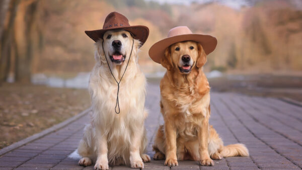 Wallpaper Dog, Retriever, Sitting, Dogs, Golden, With, Hats, Road