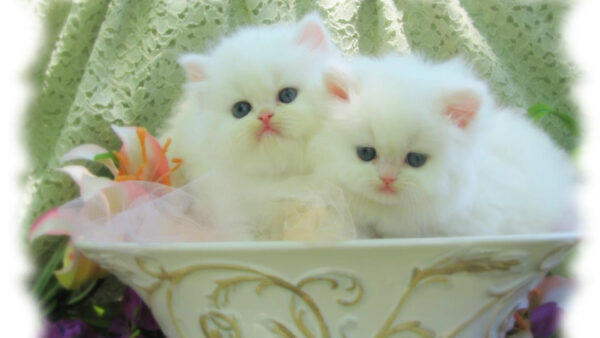Wallpaper Cat, Cute, Desktop, Are, White, Pot, Two, Kittens