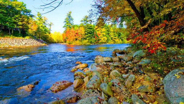 Wallpaper Desktop, Colorful, Nature, River, Autumn, Foliage, Beautiful