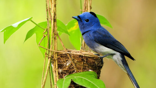 Wallpaper White, Green, Perching, Nest, Black, Desktop, Birds, Bird, Background, Blue, Blur