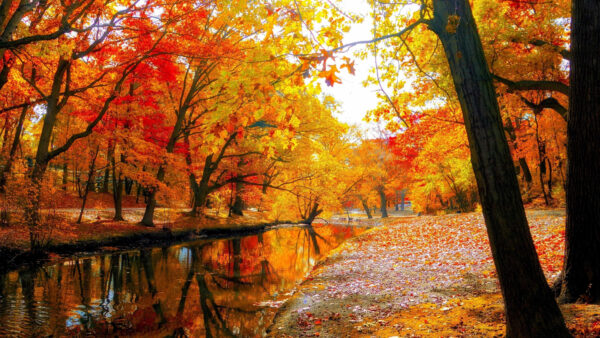 Wallpaper Forest, Trees, With, Autumn, Reflection, Mobile, Leafed, Desktop, Sky, Under, Nature, White, Red, Yellow, River