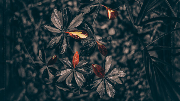 Wallpaper Leaves, Drops, Desktop, Black, Plant, Mobile