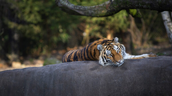 Wallpaper Body, Road, Animals, Water, Near, Walking, Desktop, Tiger