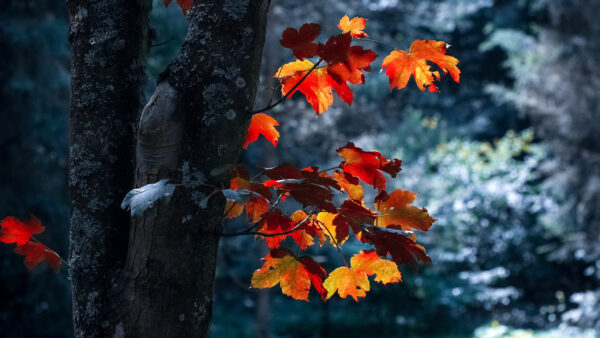 Wallpaper Blur, Nature, Branch, Bokeh, Tree, Yellow, Leaves, Red, Background