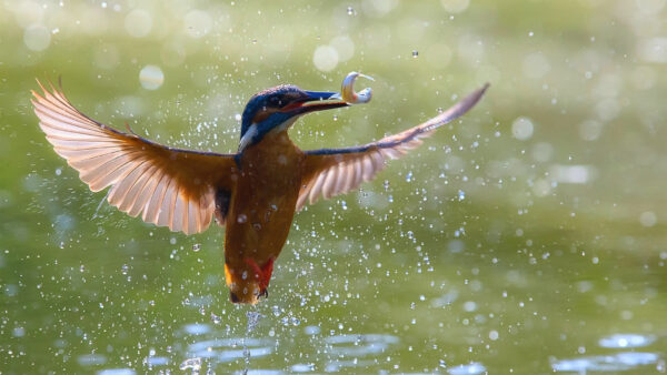 Wallpaper Kingfisher, Mouth, Flying, Water, Bird, Fish, With, Birds, Brown, Desktop, Above, Blue, From