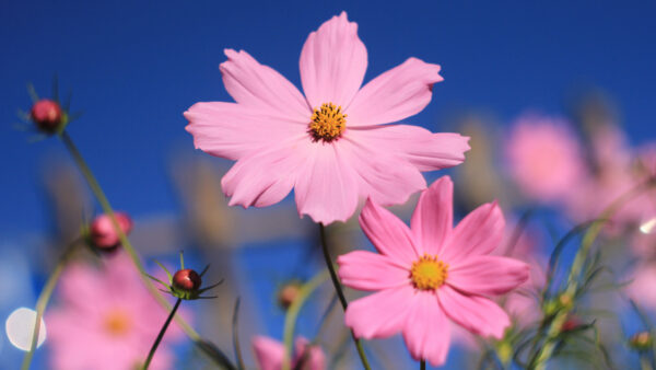 Wallpaper Blue, Cosmos, Pink, Background, Flowers, Desktop, Mobile, Sky