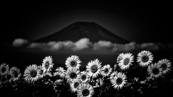 Wallpaper Picture, Black, Flowers, White, Sunflowers, Nighttime, During, And