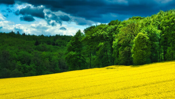 Wallpaper Forest, Mobile, Flowers, Blue, Trees, Sky, Desktop, Slope, Yellow, Green, Field, Under, Background