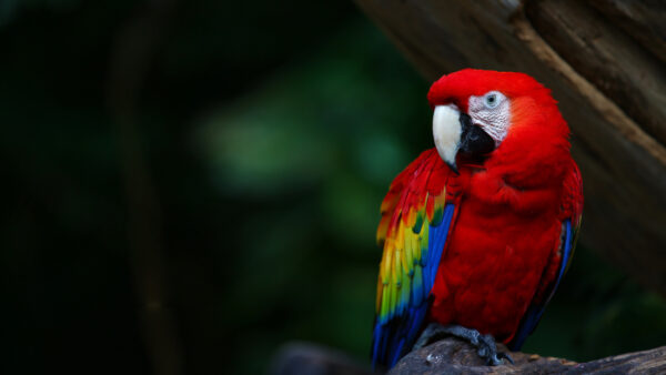 Wallpaper Scarlet, Branch, Blue, Red, Birds, Tree, Parrot, Sitting, Yellow, Macaw