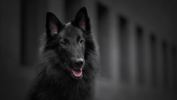 Wallpaper Black, Shepherd, Dog, Animals, Belgian, Desktop