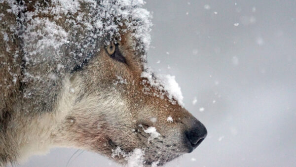 Wallpaper Snow, Brown, With, Desktop, Animals, Face, Animal, Wolf