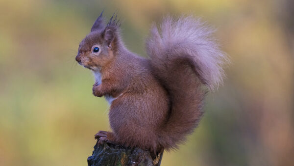 Wallpaper Standing, Wood, With, Desktop, Animals, Top, Eyes, Black, Squirrel