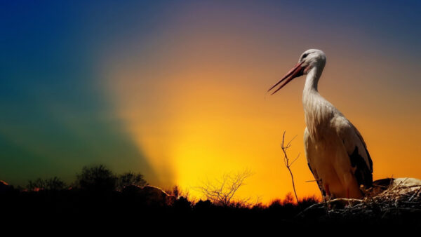Wallpaper Sky, Background, Long, Standing, Desktop, Crane, Birds, Beak, Yellow, Bird