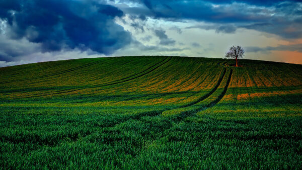 Wallpaper Grass, Black, Field, Tree, Clouds, Mobile, Nature, Green, Sunbeam, Under, Farm, Desktop, Blue, Sky