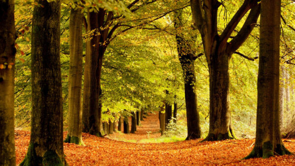 Wallpaper Green, Trees, Leaves, Forest, Path, Between, Dry, With