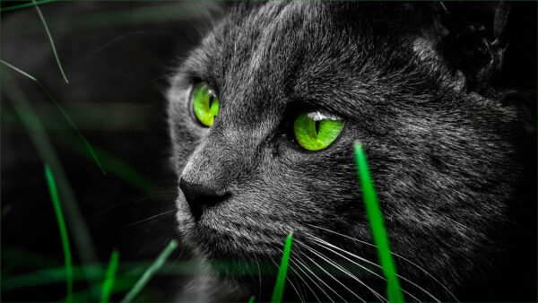 Wallpaper Green, Cat, Eyes, Desktop, With, Black