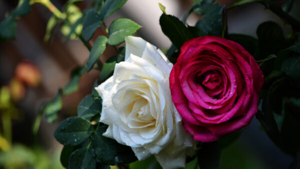 Wallpaper Green, Pink, Petals, Flowers, Plants, Leaves, White, Rose