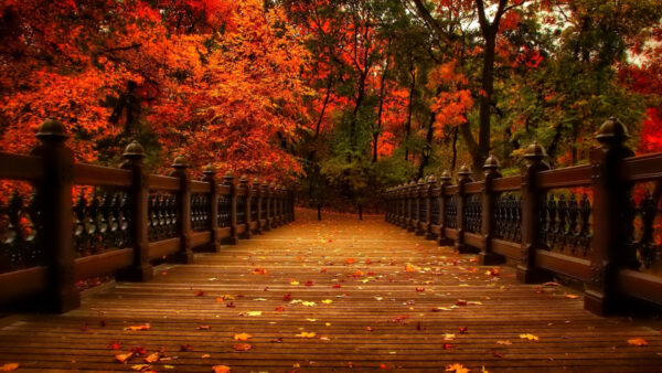 Wallpaper Background, Red, Yellow, Forest, Nature, Between, Fall, Bridge, Branches, Autumn, Wood, Tree