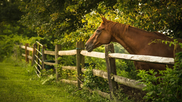 Wallpaper With, Desktop, Trees, Standing, Fence, Horse, Background, Near, Wooden, Brown