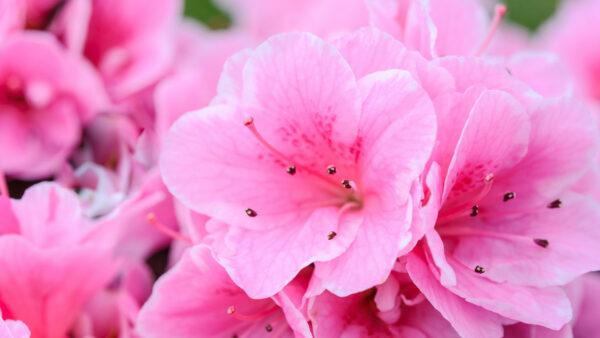 Wallpaper Pink, Petal, Flowers, Desktop, Closeup