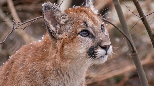 Wallpaper Cat, Animals, Cub, Baby, Animal, Big, Cougar