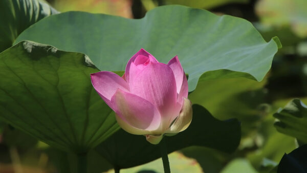 Wallpaper Leaves, With, Flowers, Lotus, Pink