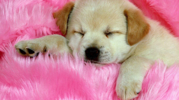 Wallpaper Sleeping, Fur, White, Cloth, Pink, Dog, Puppy, Brown