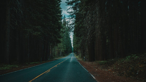 Wallpaper Road, Trees, Sky, Forest, Between, Nature, Under, Green, Blue