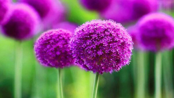 Wallpaper Desktop, Flowers, Allium, Dark, Purple, Beautiful