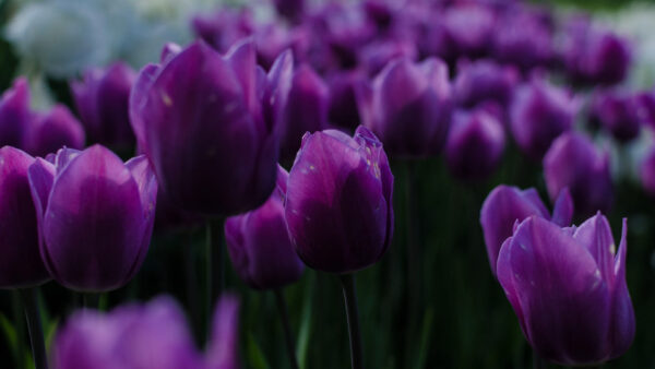 Wallpaper Field, Blur, Spring, Background, Flowers, Tulips, Purple, Dark