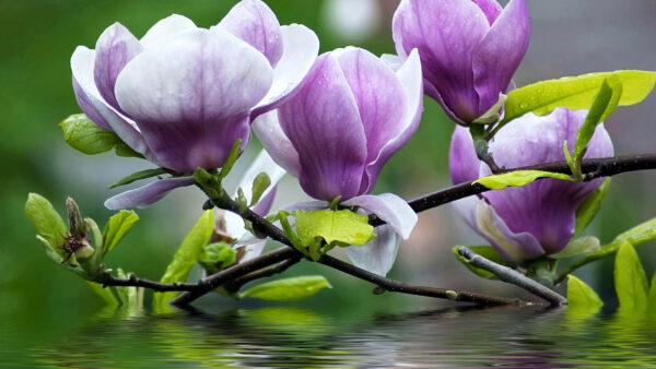Wallpaper Soft, Flowers, Green, Purple, With, Magnolia, Leaves, Twigs