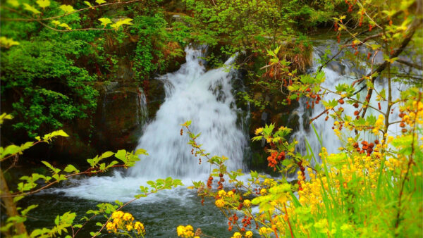 Wallpaper Trees, Plants, Nature, Pouring, Yellow, Green, Waterfalls, Flowers, River