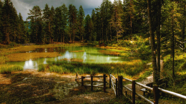 Wallpaper Lake, Nature, Sky, Covered, Field, Background, Wood, Grass, Forest, Trees, Fence, Green