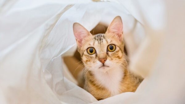 Wallpaper Brown, Inside, White, Cloth, Desktop, Cat