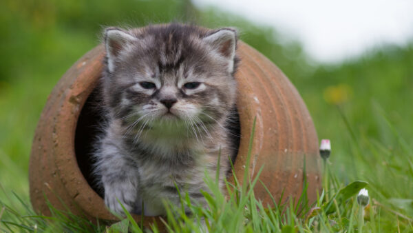 Wallpaper White, Vessel, Green, Black, Kitten, Inside, Mud, Cat, Grass