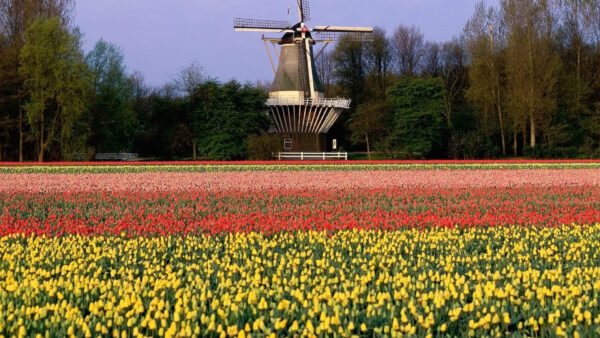 Wallpaper Windmill, Flowers, Colorful, Spring, Background