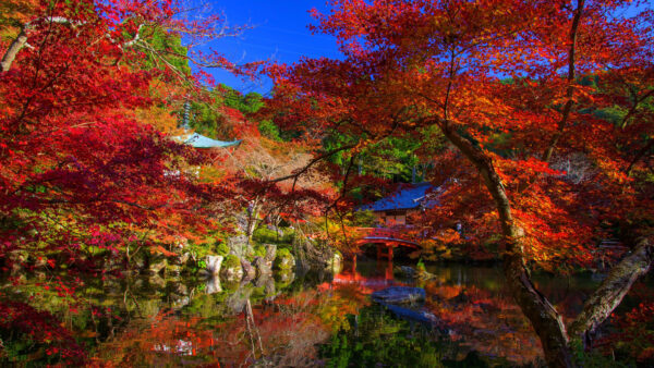 Wallpaper Japanese, Travel, Pond, Blue, Sky, Desktop, Trees, Autumn, Under, Reflection, Mobile, Garden