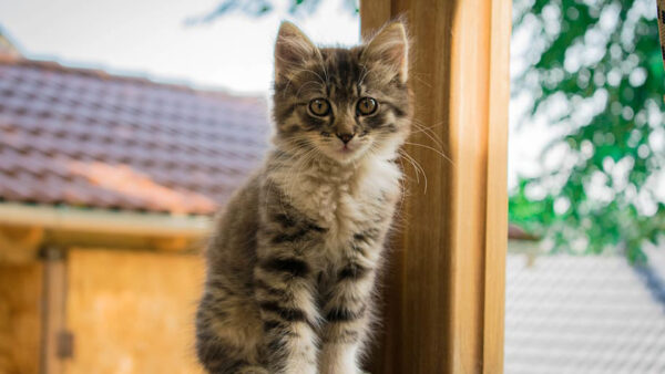 Wallpaper House, Background, Cat, White, Kitten, Blur, Black, Sitting