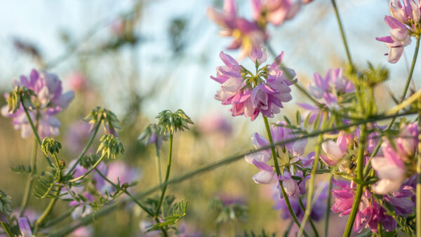 Wallpaper Blur, Light, Background, Flowers, Plants, Purple, Pink